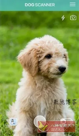Dog Scanner 狗狗鉴定器v22.2.21-G高级版-数驰博客