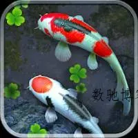 Water Garden Live Wallpaper 锦鲤3D动态壁纸2.04专业版-数驰博客